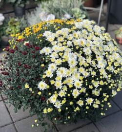 Chrysanthemen multiflora