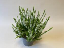 Calluna Gardengirls weiss