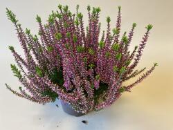 Calluna Gardengirls